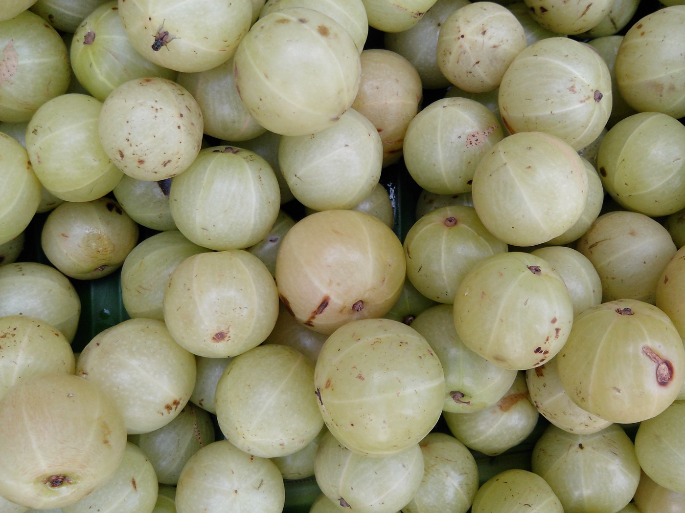 Amla extract (Emblica officinalis)