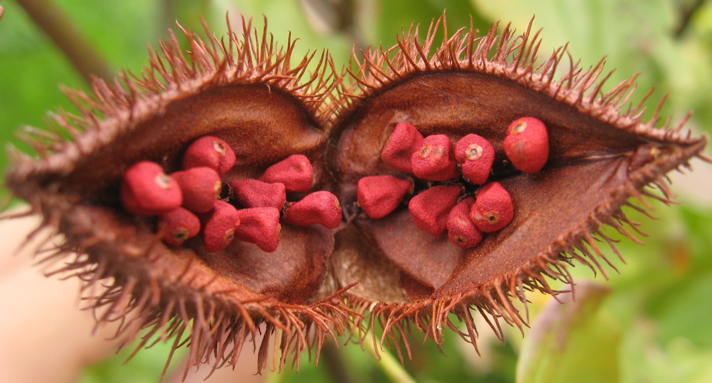 Annatto Tocotrienols (Bixa orellana)