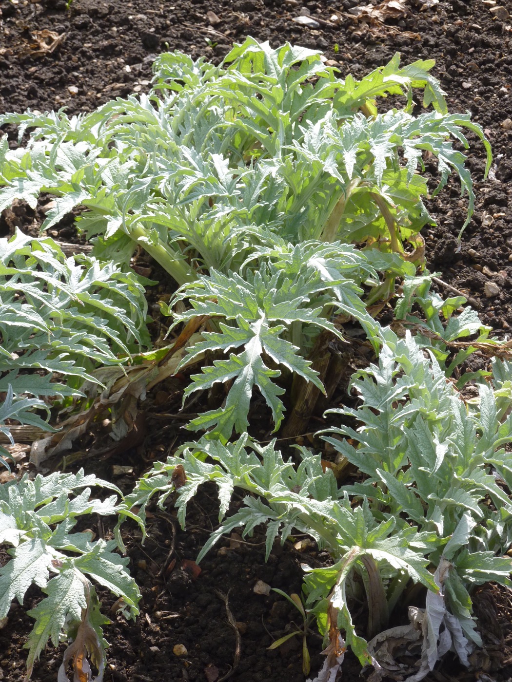 Artichoke Leaf Extract