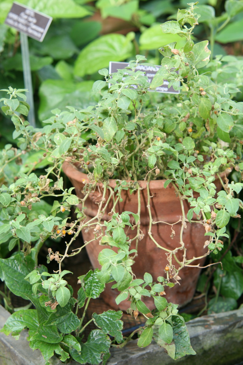 Ashwagandha Extract