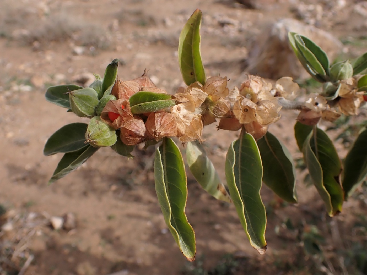 Ashwagandha root and leaf extract (withanolide glycosides)