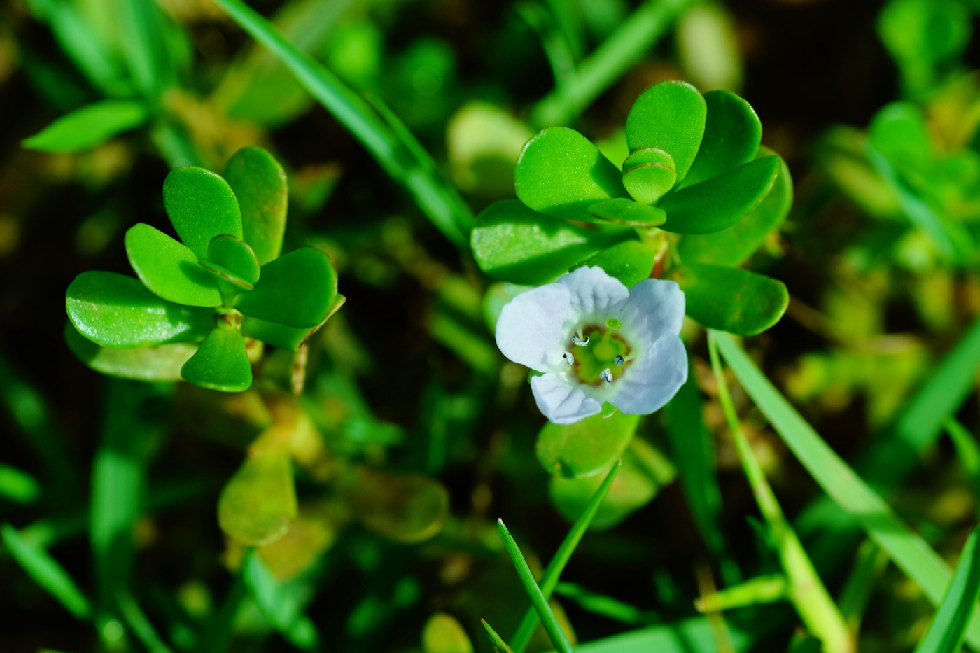 Bacopa monnieri Extract (Brahmi)