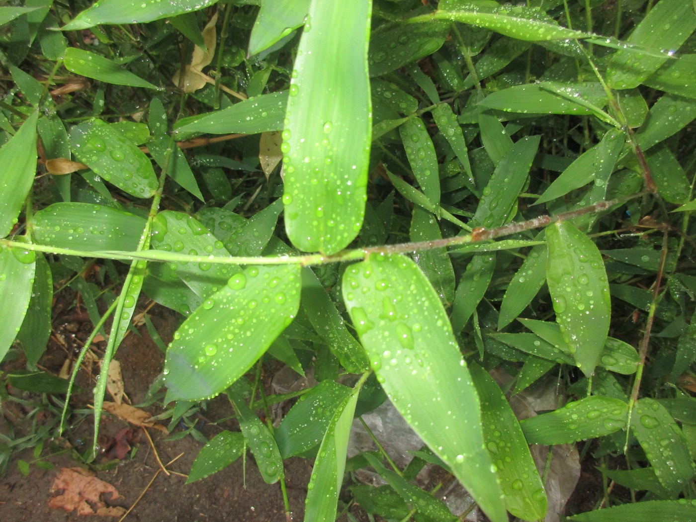Bamboo Silica Extract