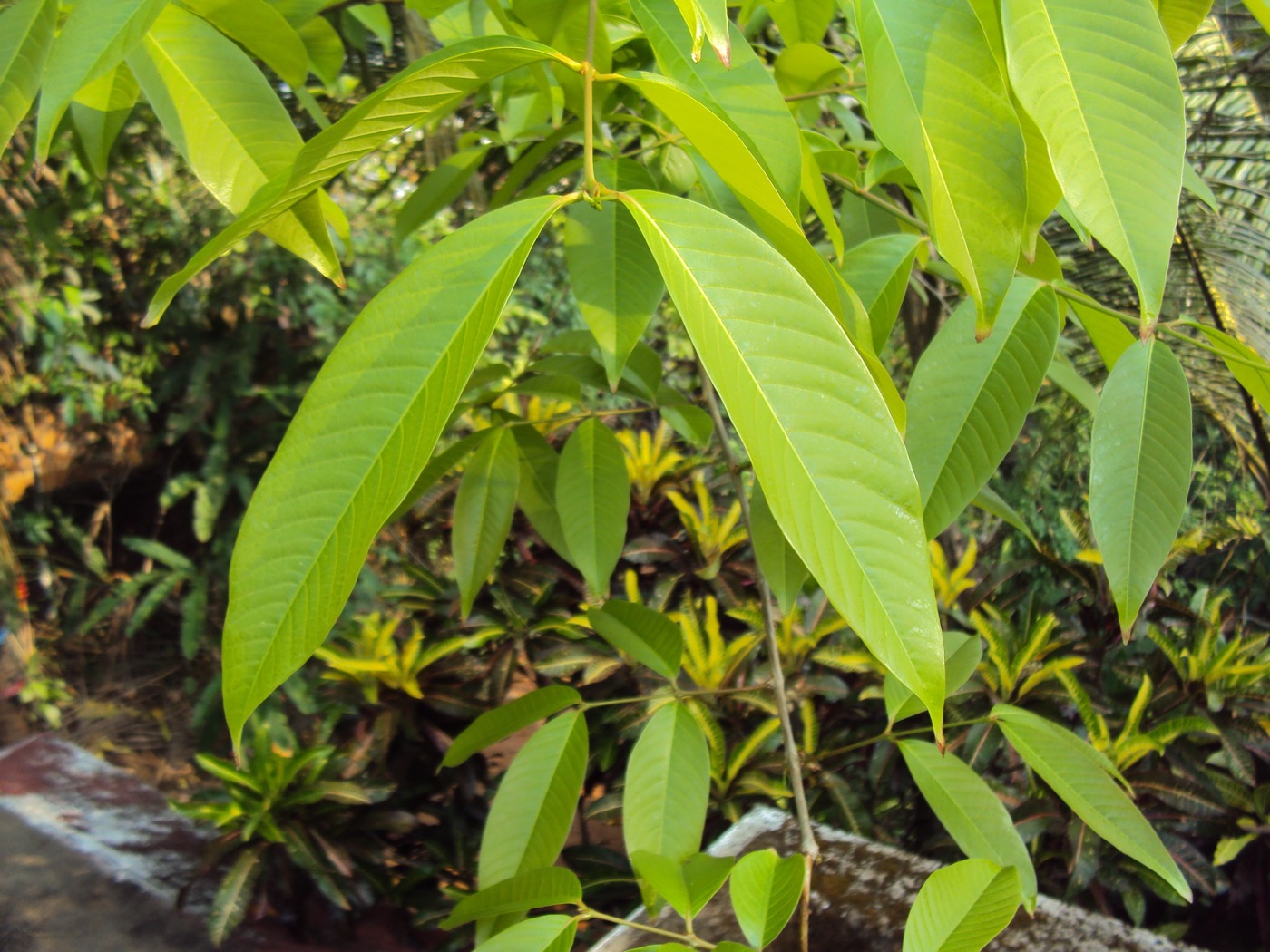 Banaba Leaf Extract (Corosolic Acid)