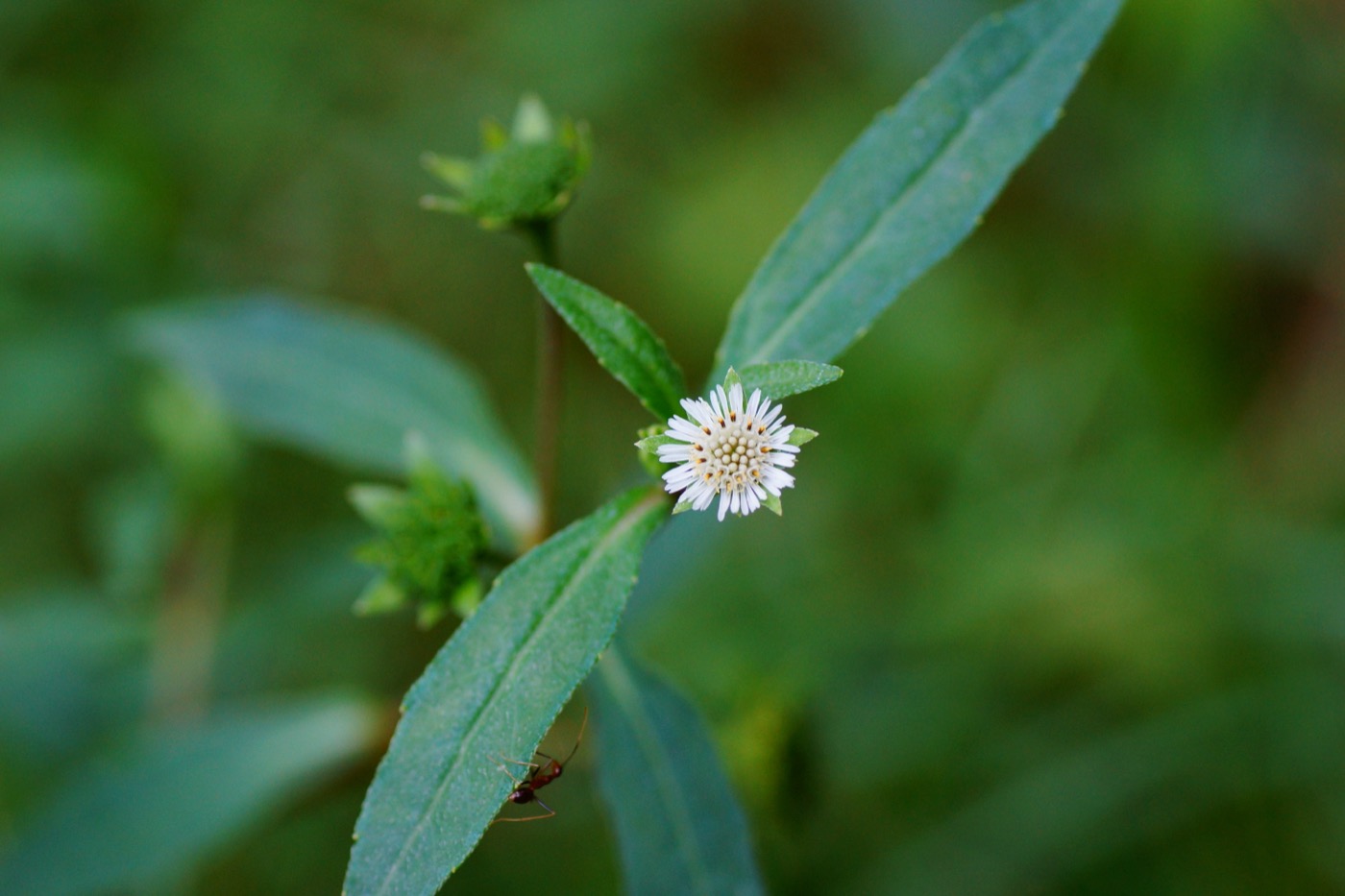 Bhringraj Extract (Eclipta alba)