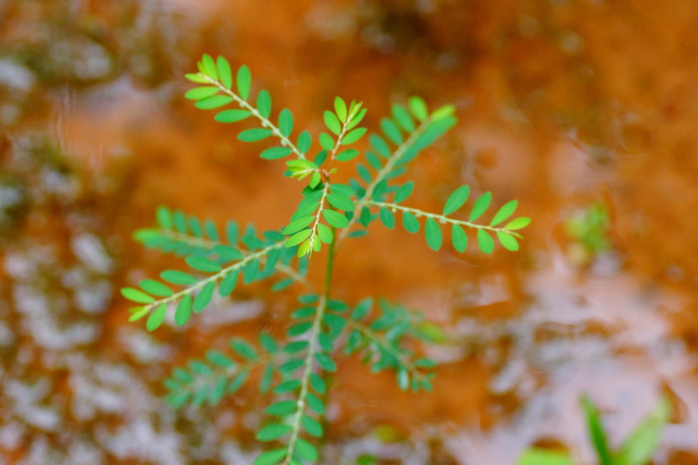 Bhumi Amla Extract (Phyllanthus niruri)