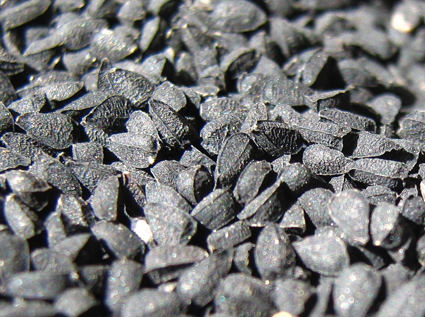 Black Seed Oil (Nigella sativa)