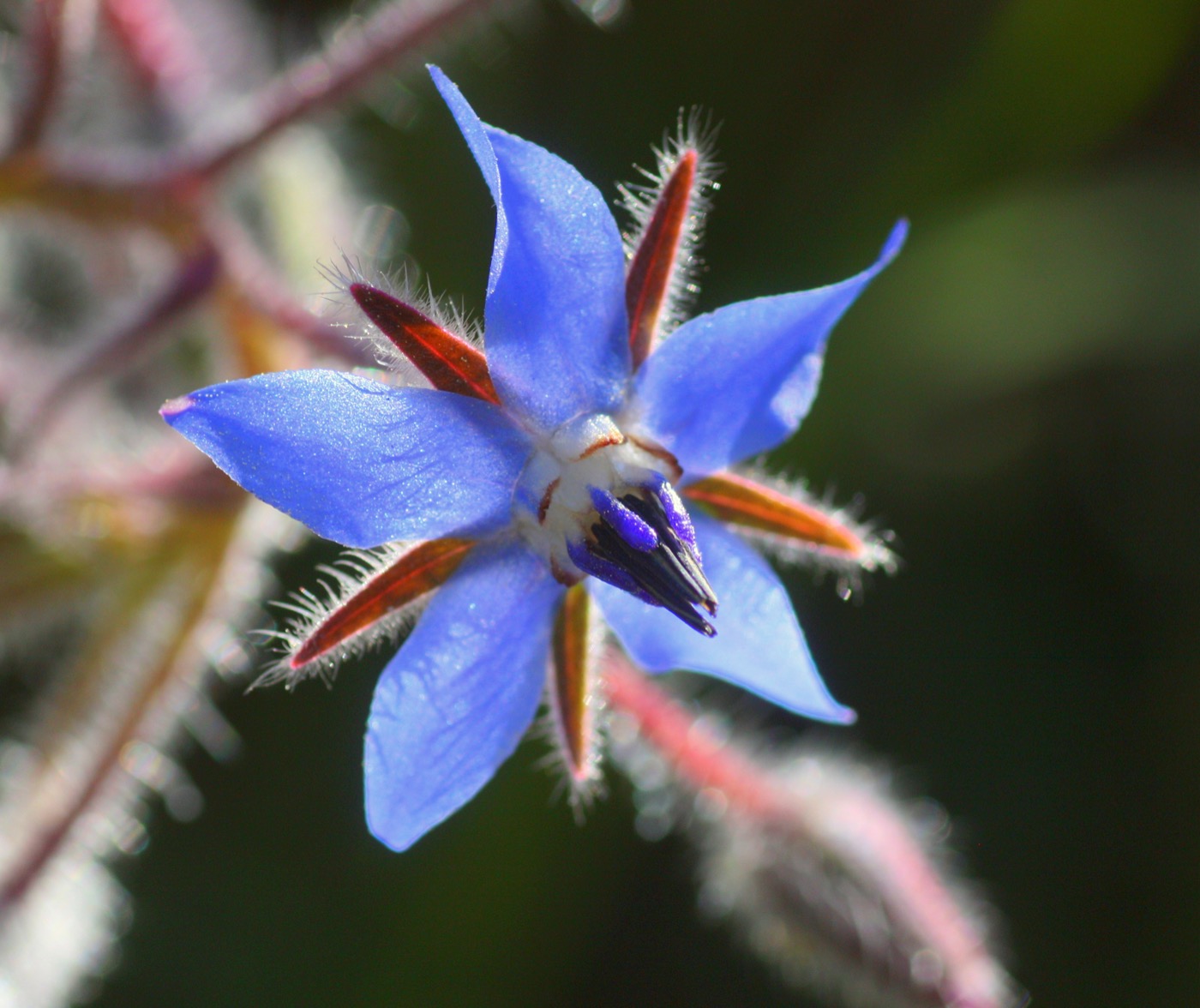 Borage Oil (Starflower Oil), GLA 20%