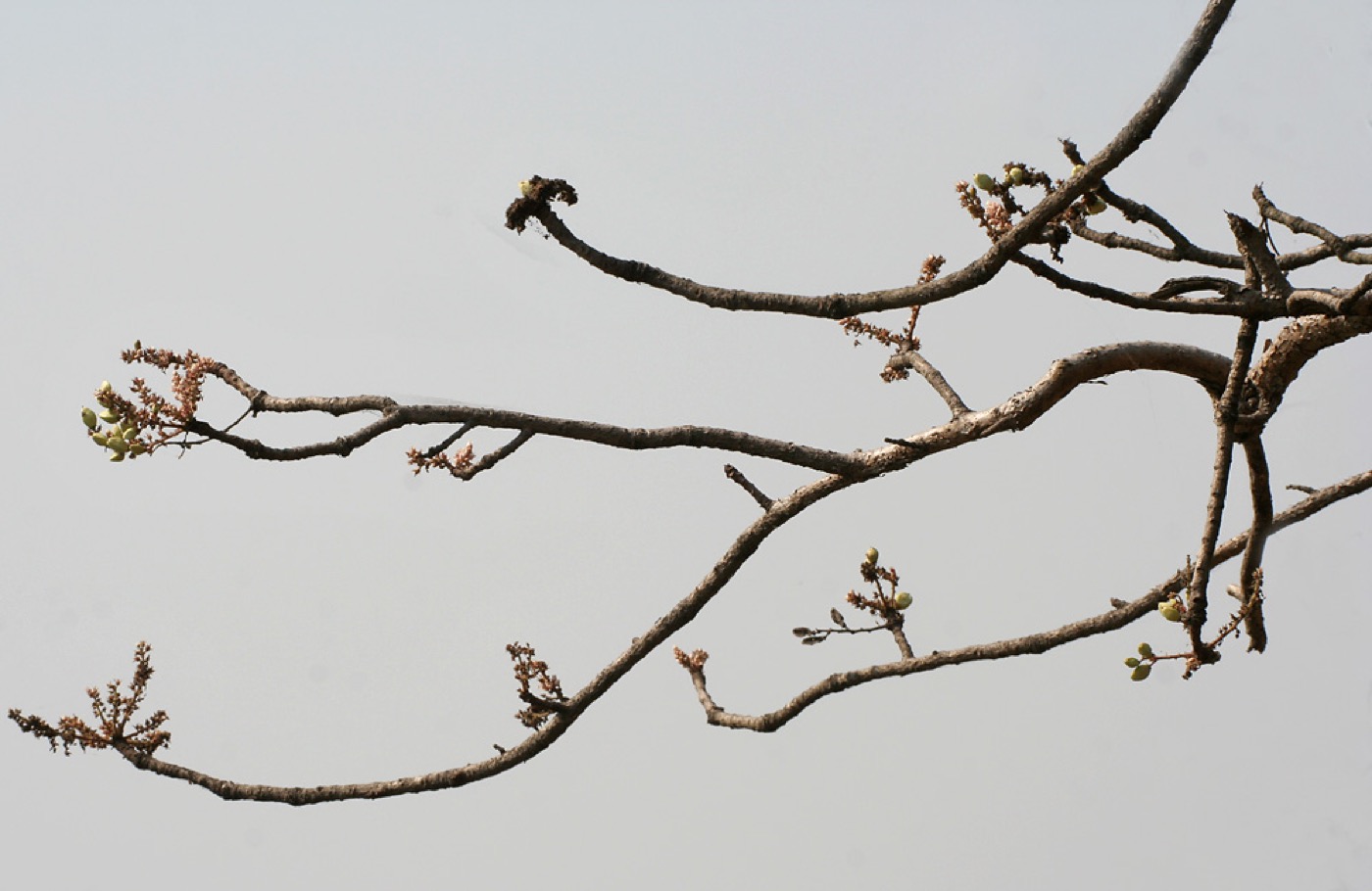 Boswellia Serrata Extract