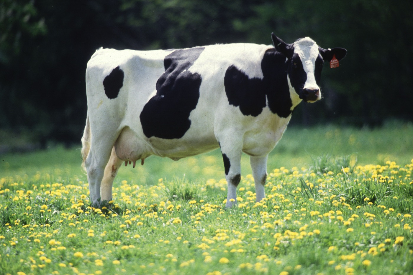 Bovine Bone Collagen Peptides