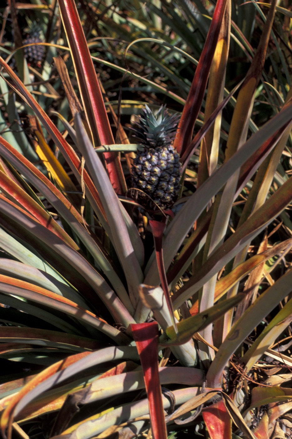 Bromelain