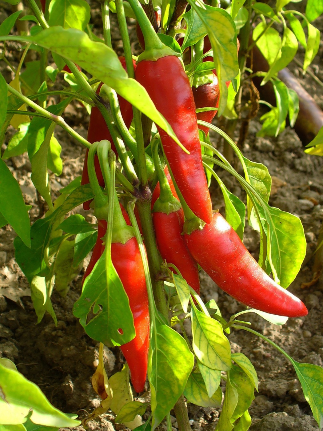 Capsicum / Cayenne Extract (Capsaicinoids)