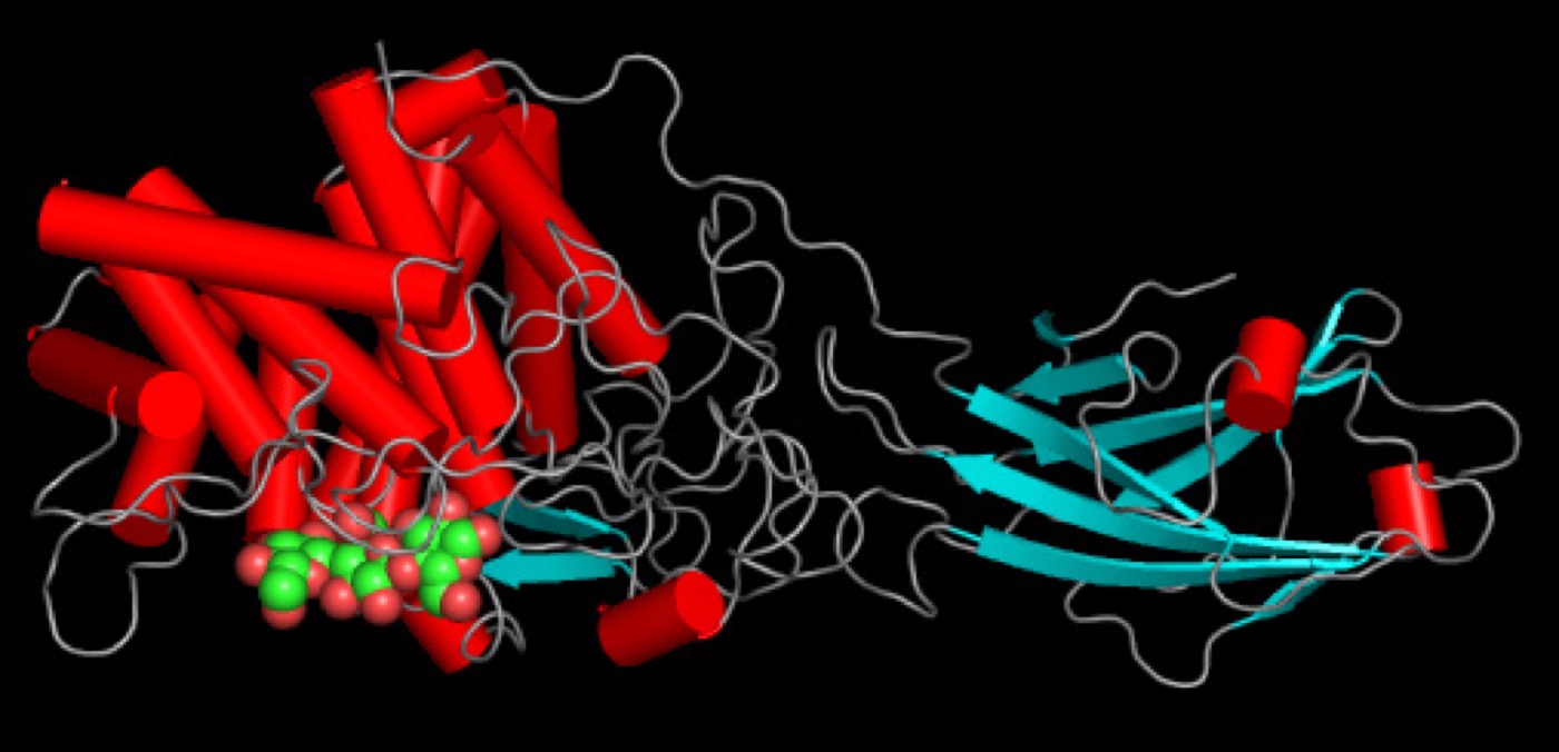 Cellulase