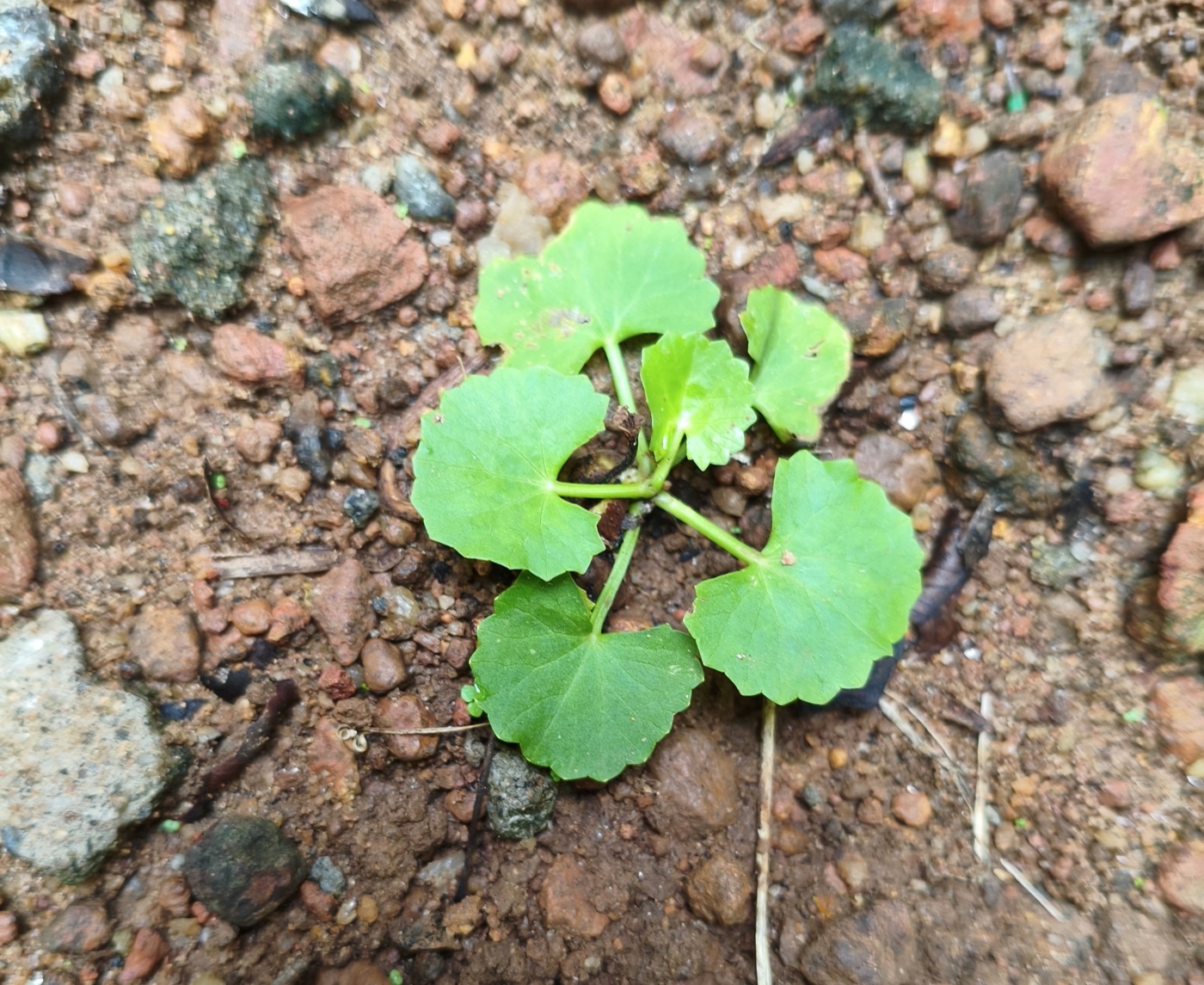 Centella asiatica extract (Gotu kola)