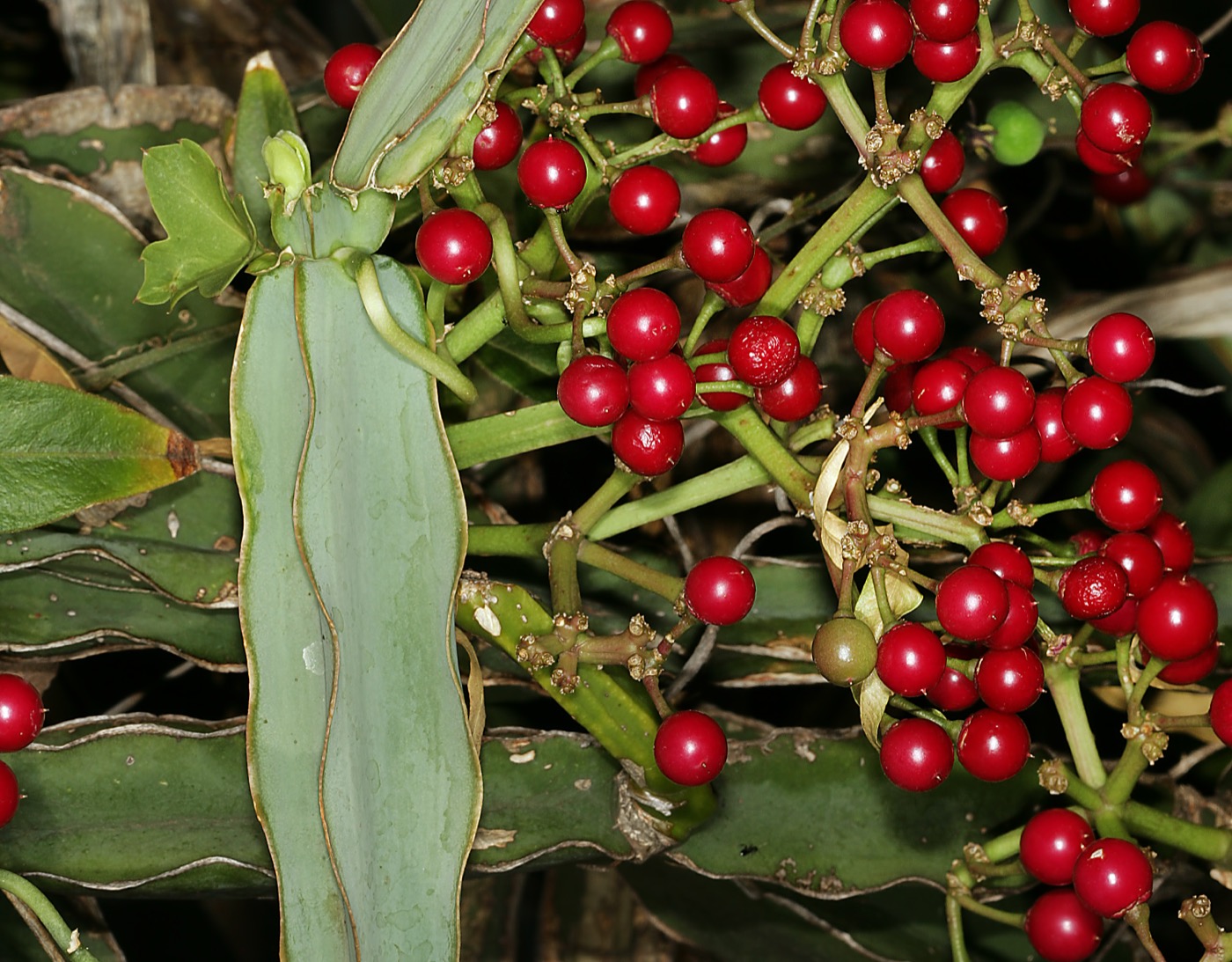 Cissus and Calcium Bone Blend Capsules