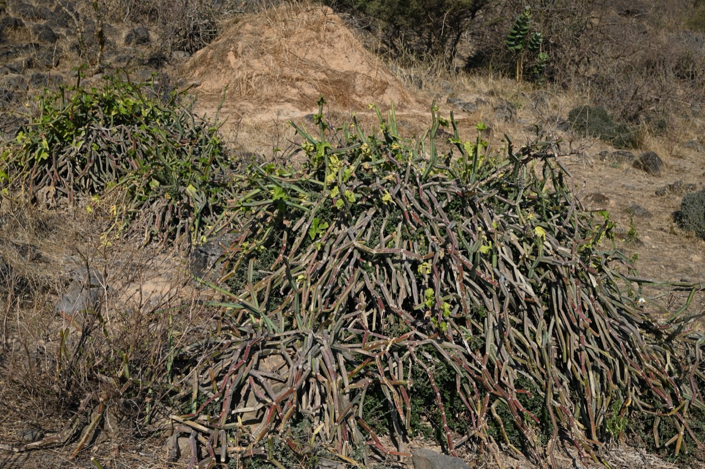 Cissus quadrangularis extract