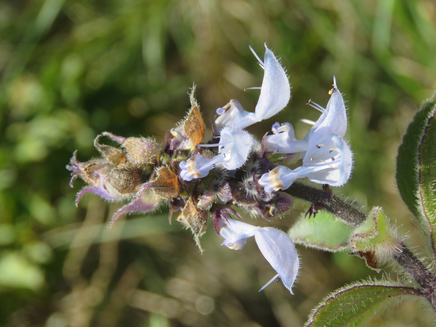 Coleus forskohlii extract (Forskolin)