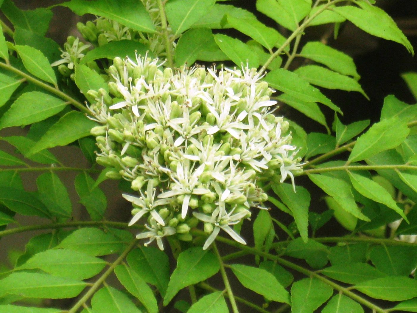Curry Leaf Extract (Murraya koenigii)