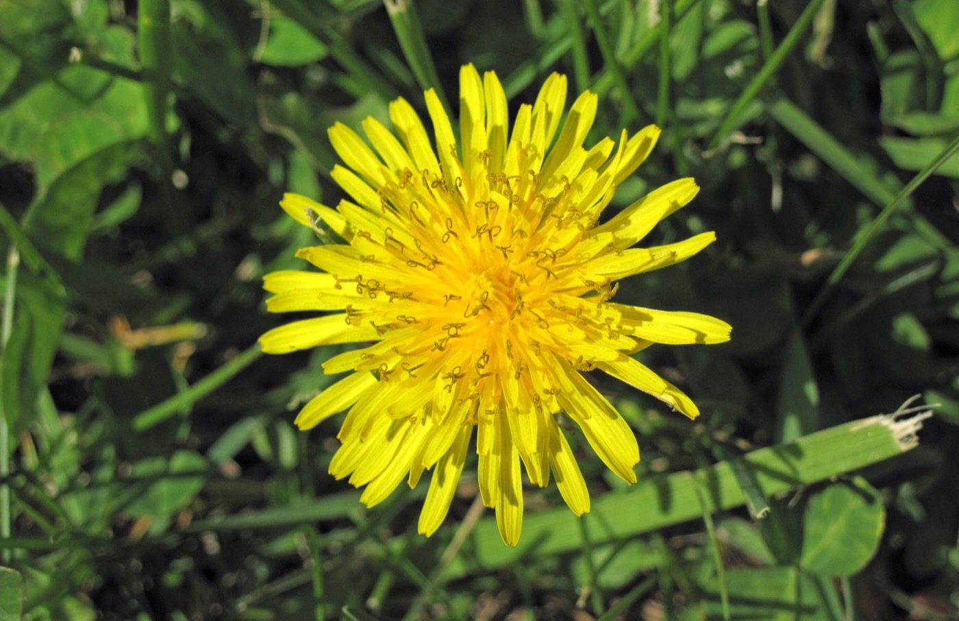 Dandelion Extract