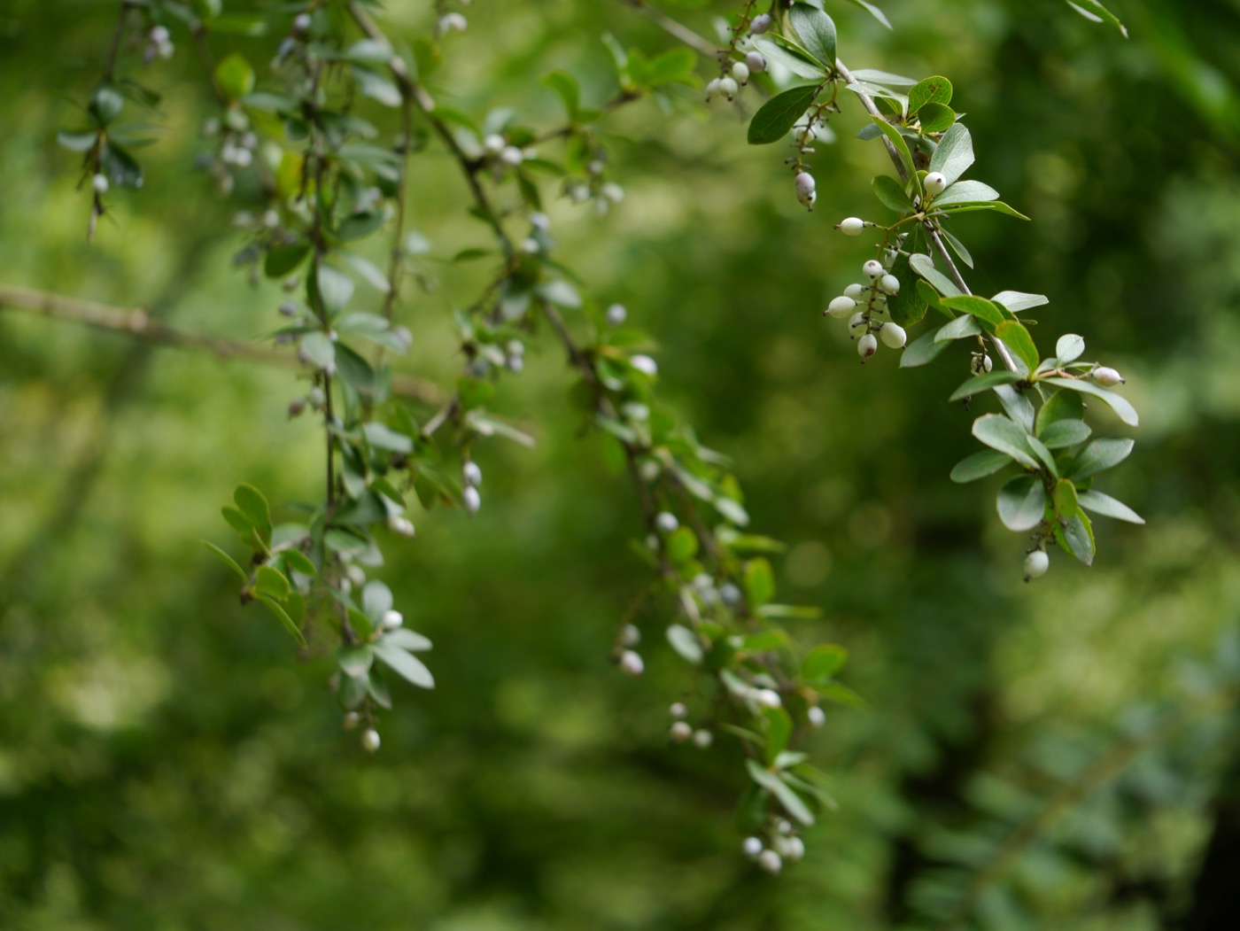 Daruharidra Extract (Berberis aristata)
