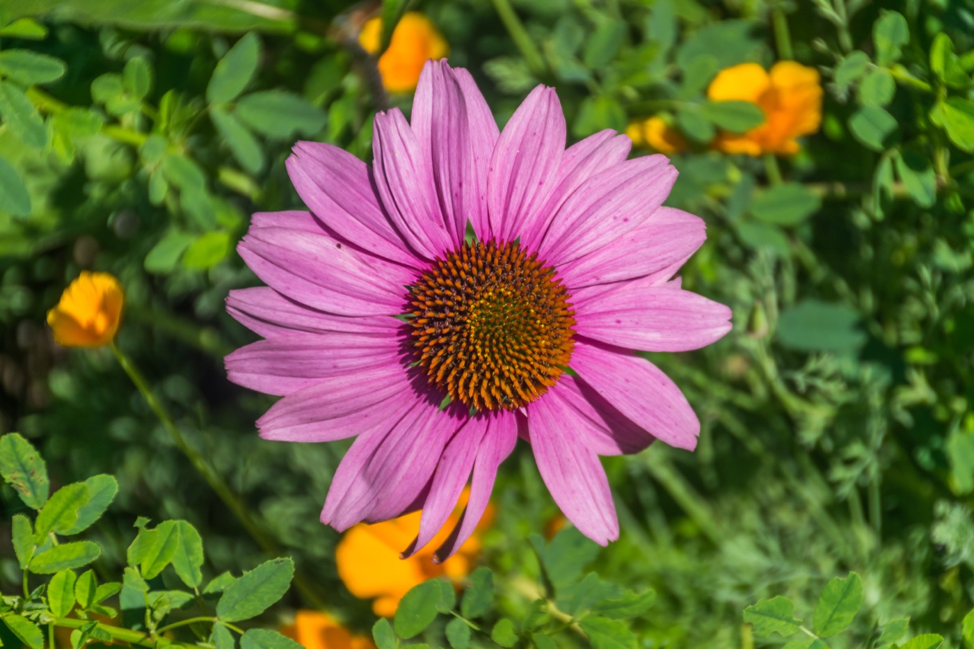Echinacea Capsules