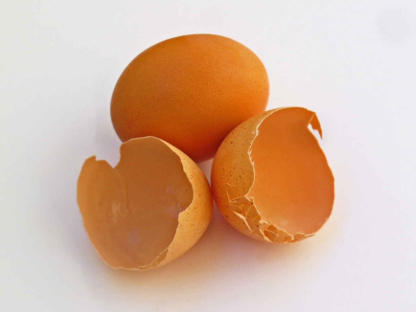 Eggshell Membrane Powder