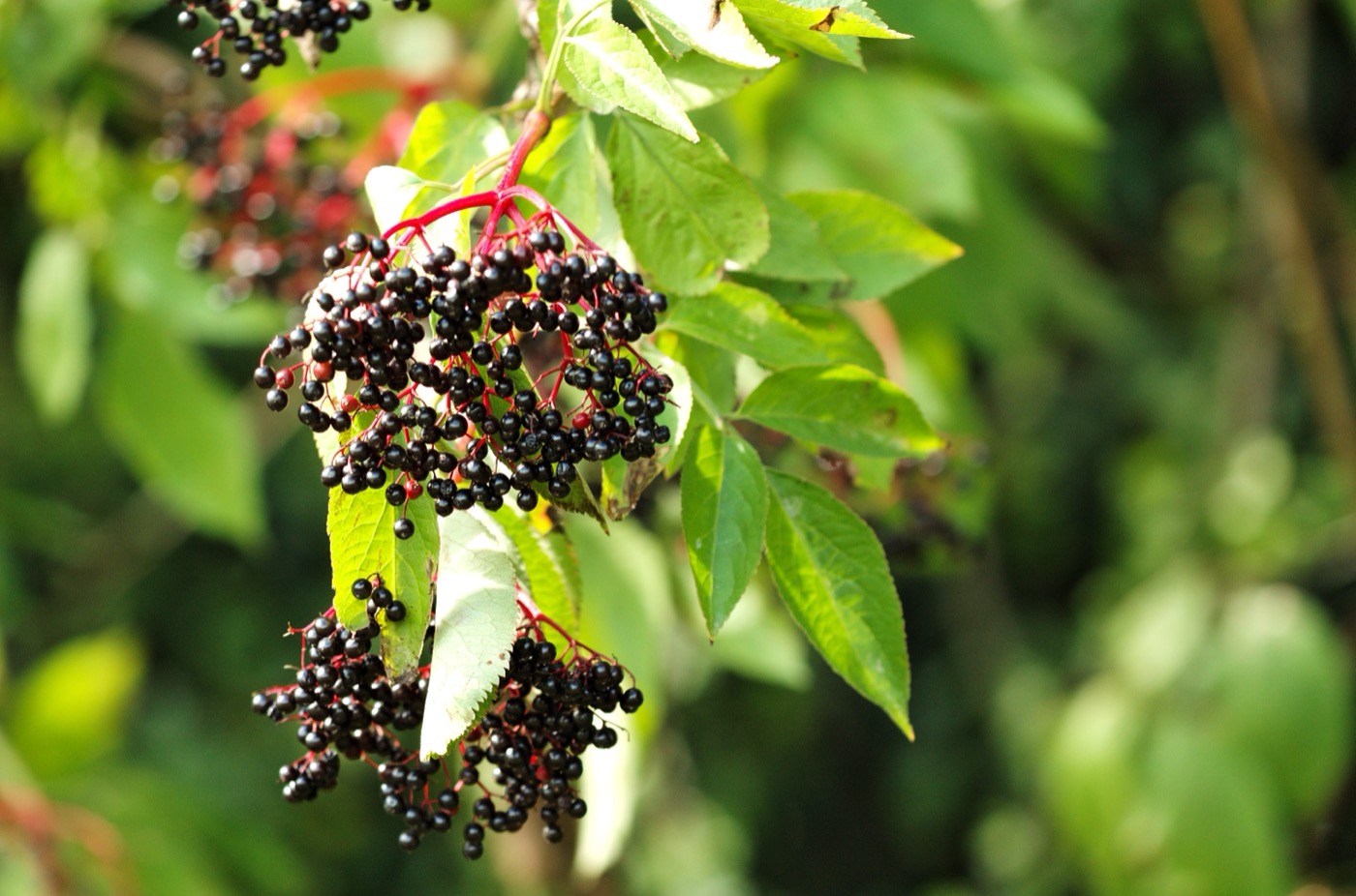 Elderberry Extract