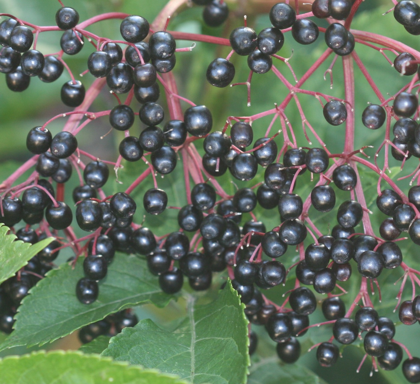 Elderberry Immune Syrup