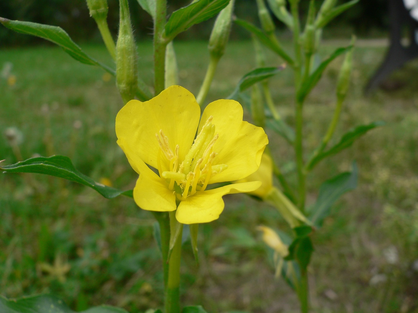 Evening Primrose Oil (GLA 9–10%)