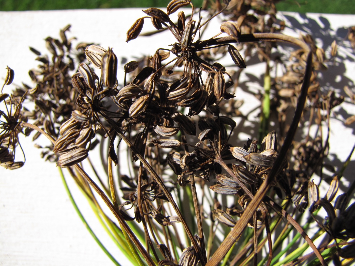 Fennel Extract