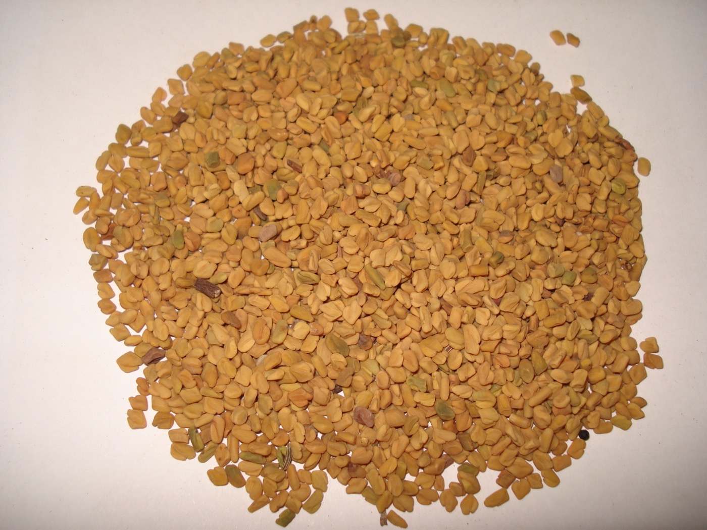 Fenugreek Extract (Trigonella foenum-graecum)