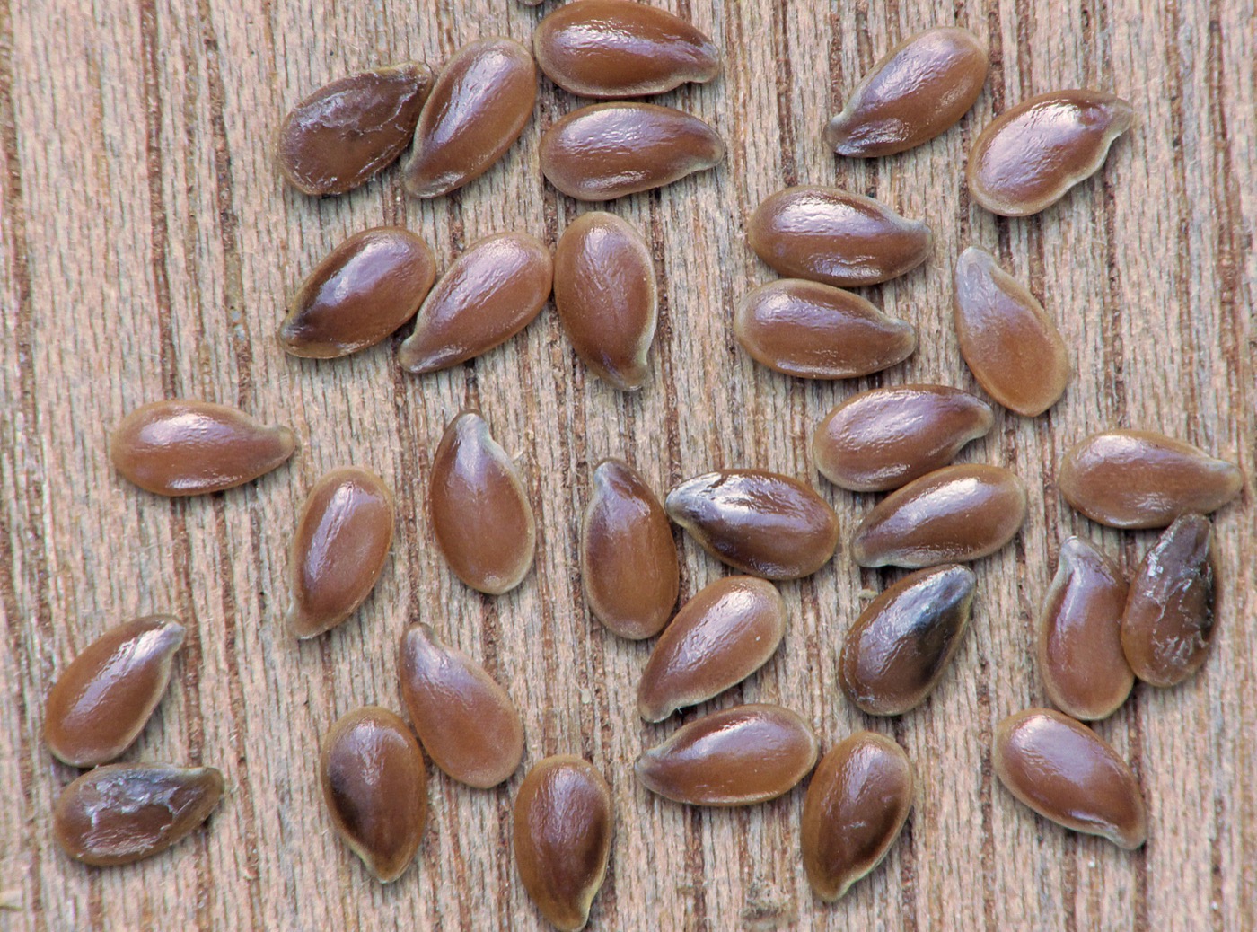 Flaxseed Oil (Linseed Oil)