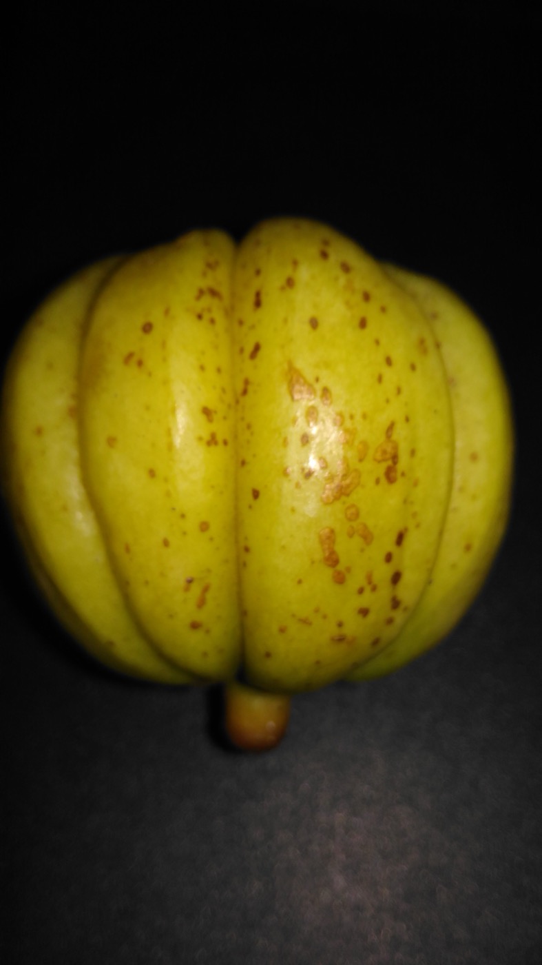 Garcinia cambogia extract (HCA 60%)