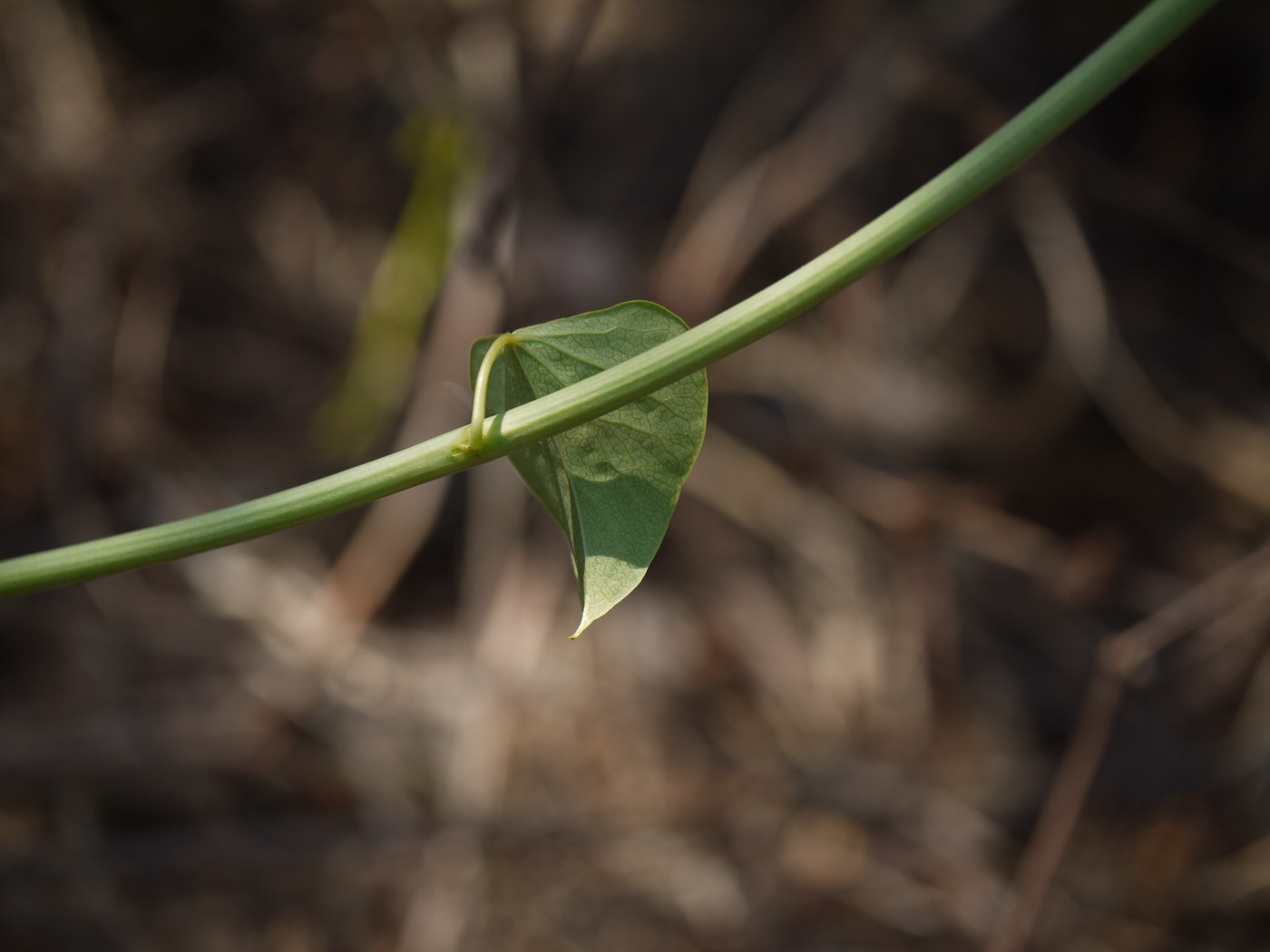 Giloy extract (Tinospora cordifolia)