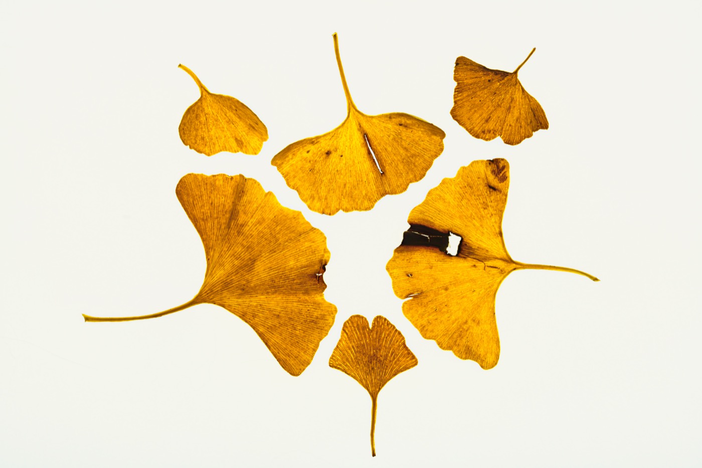 Ginkgo Biloba Leaf Extract 24/6