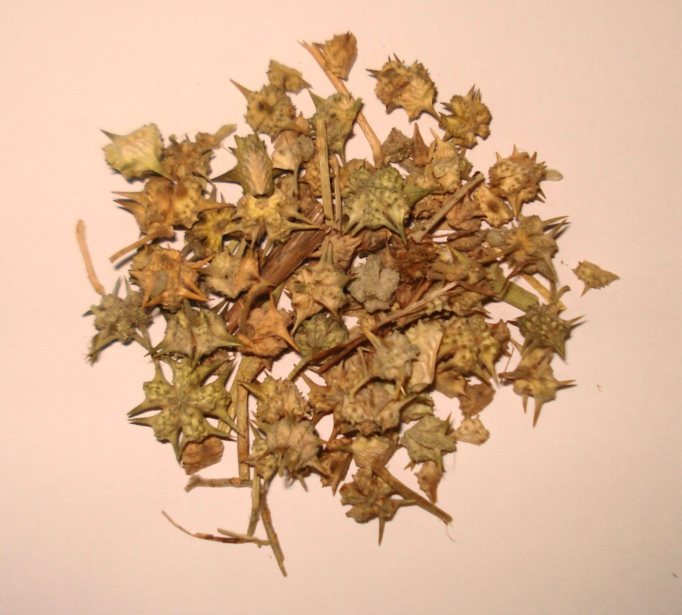 Gokshura Extract (Tribulus terrestris)