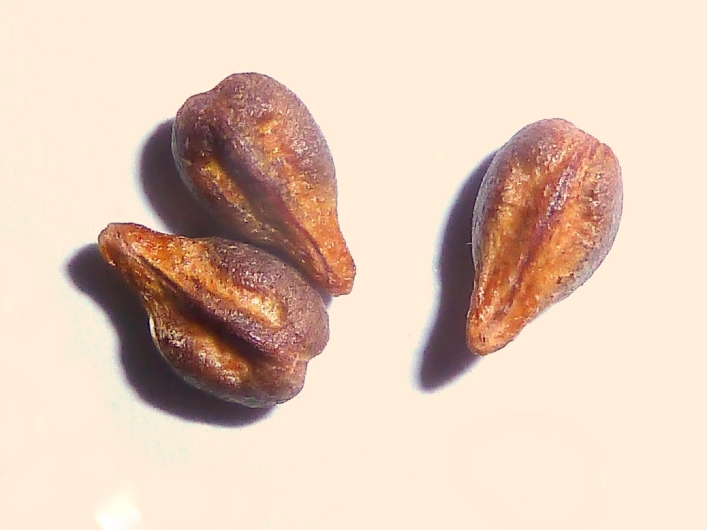 Grape seed extract (OPC)