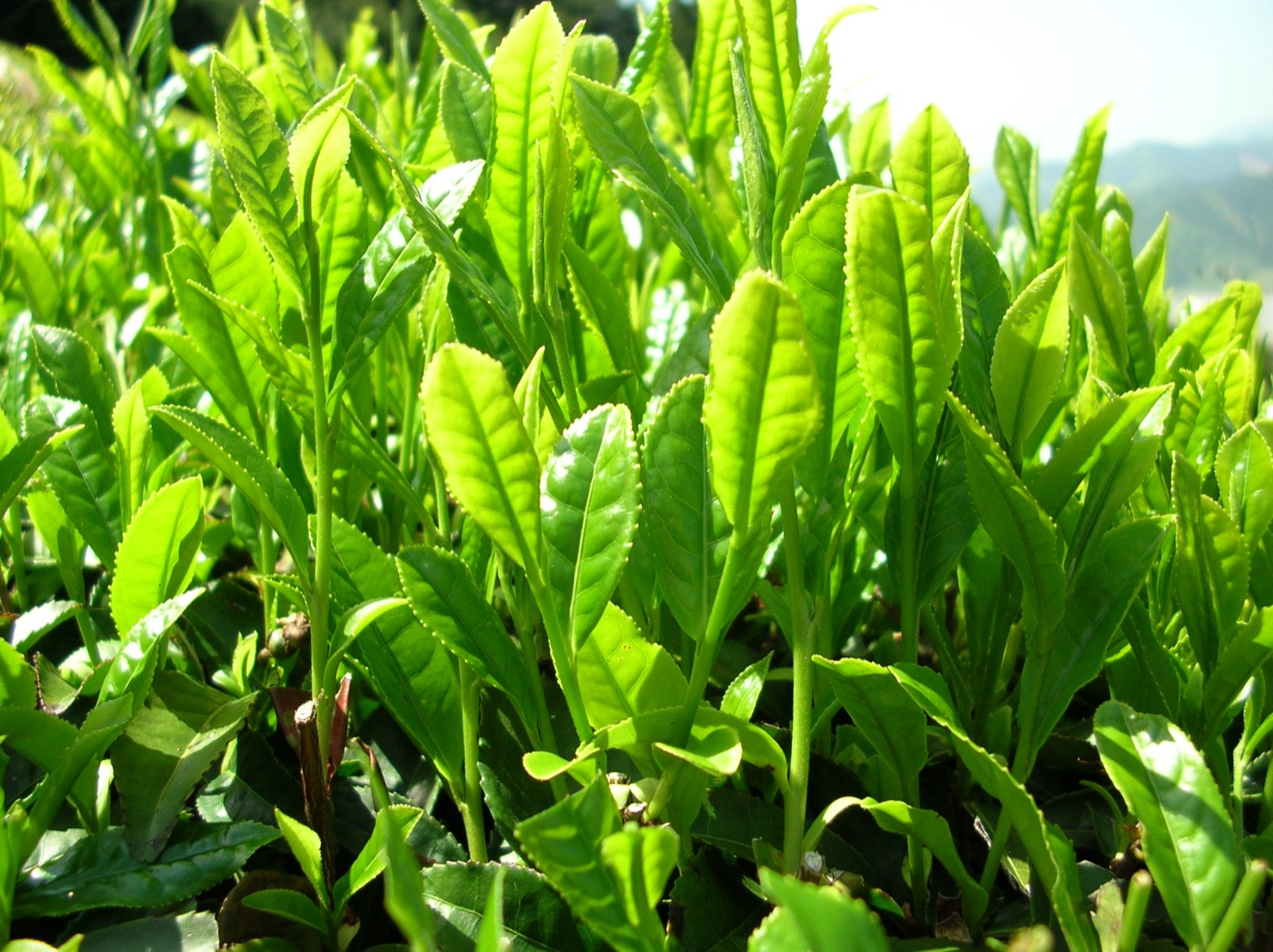 Green tea extract (EGCG)