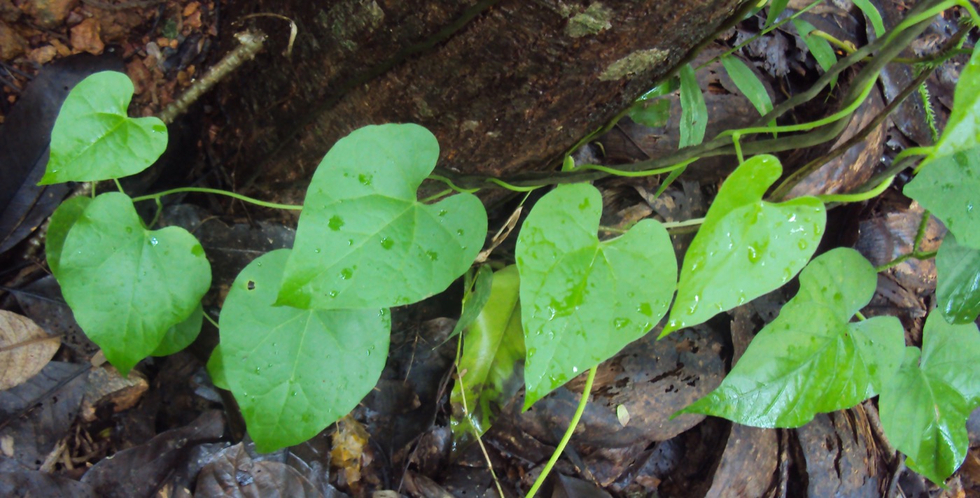 Guduchi Satva (Tinospora cordifolia starch)