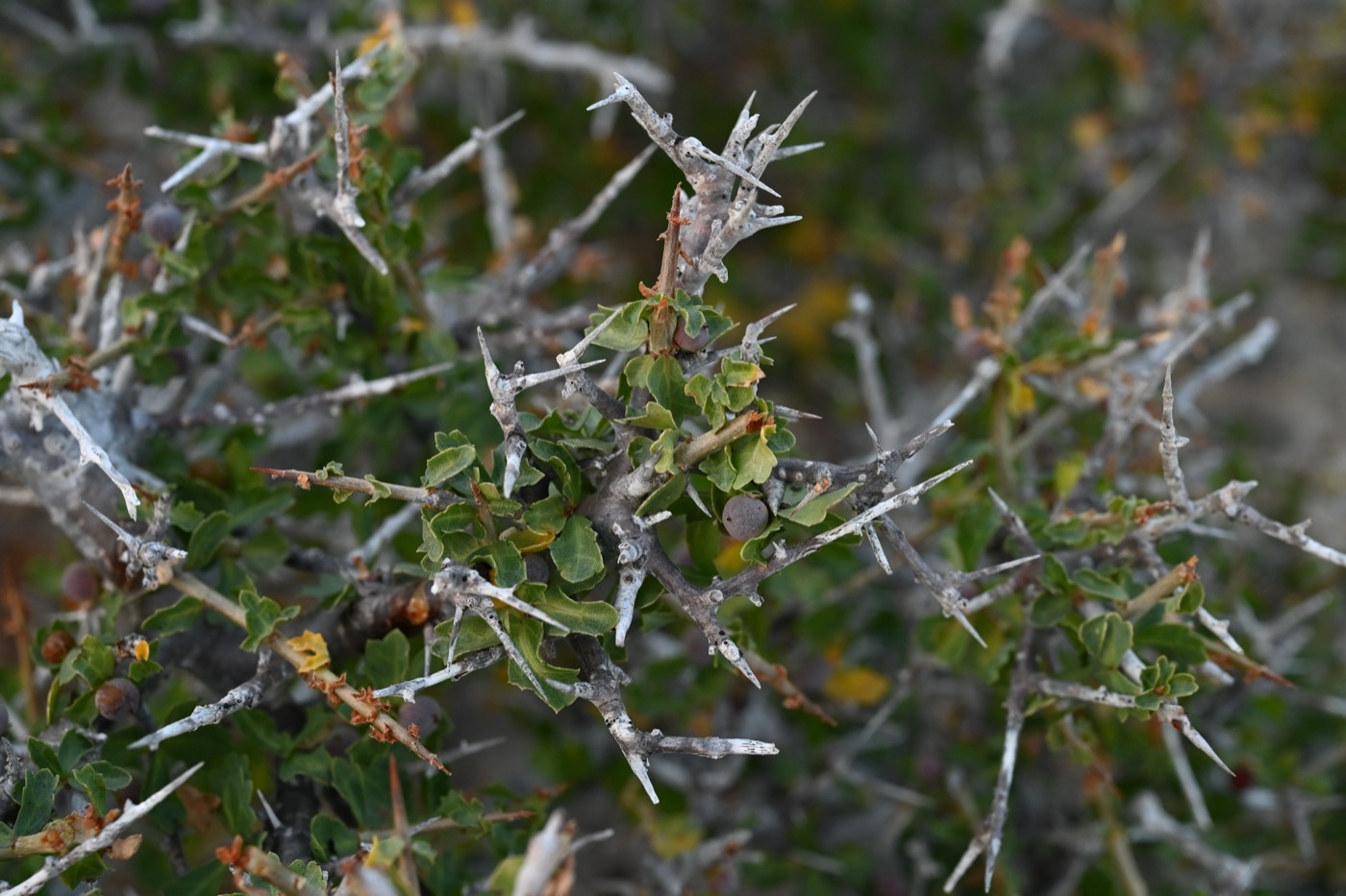 Guggul Extract (Commiphora wightii)