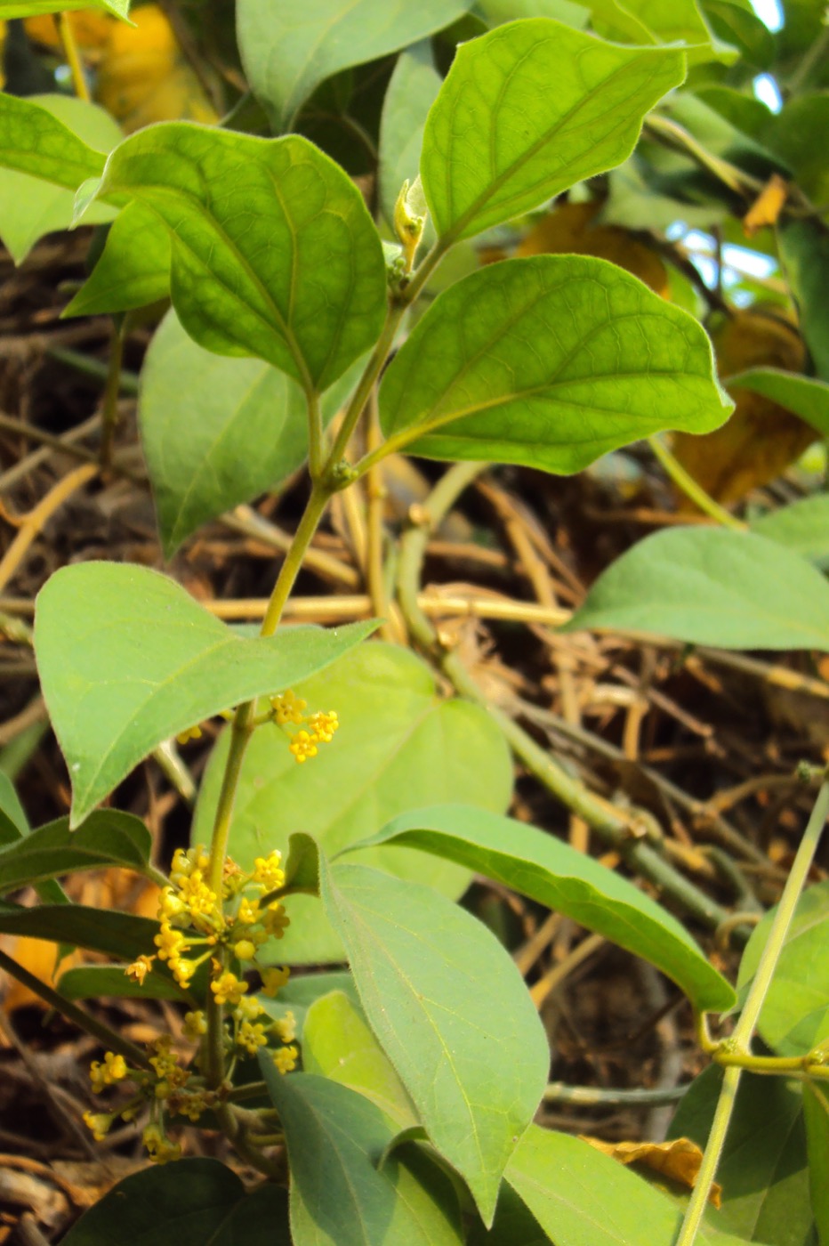 Gymnema sylvestre extract