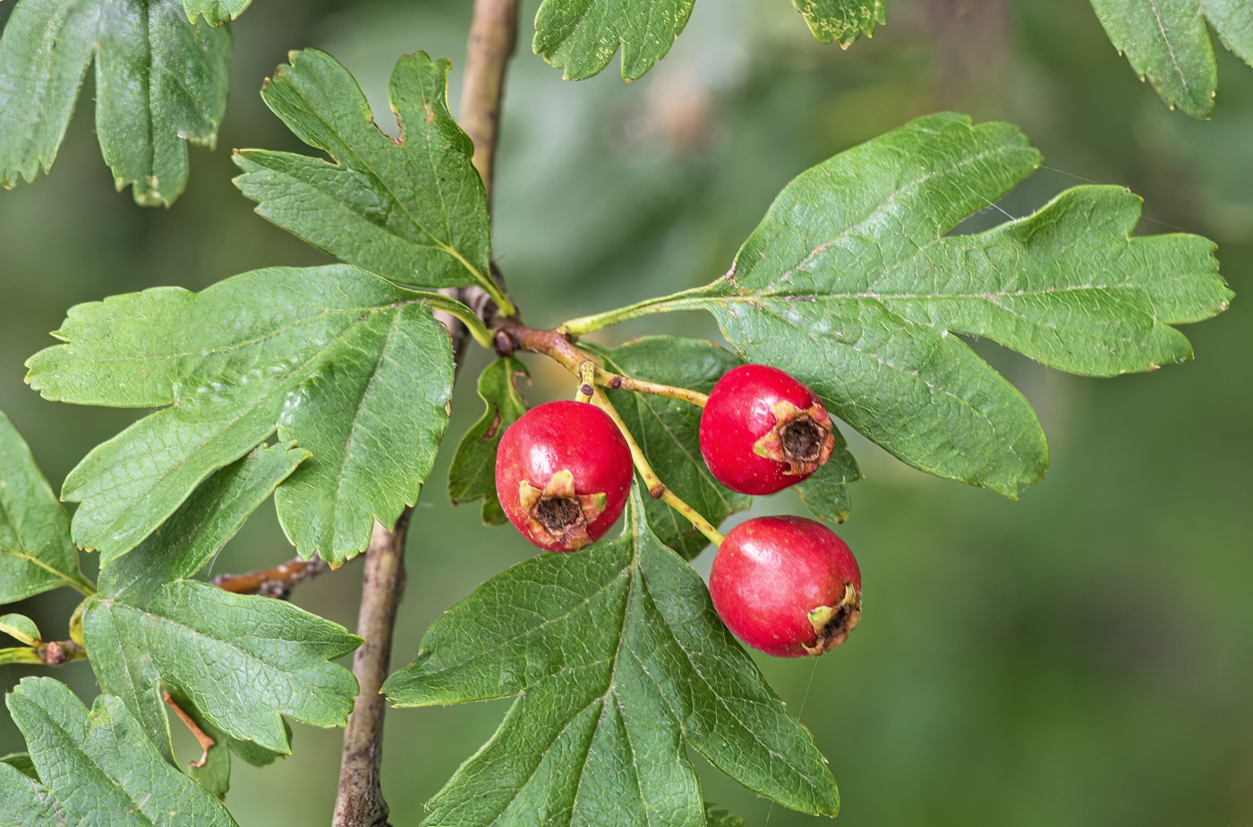 Hawthorn Berry Extract