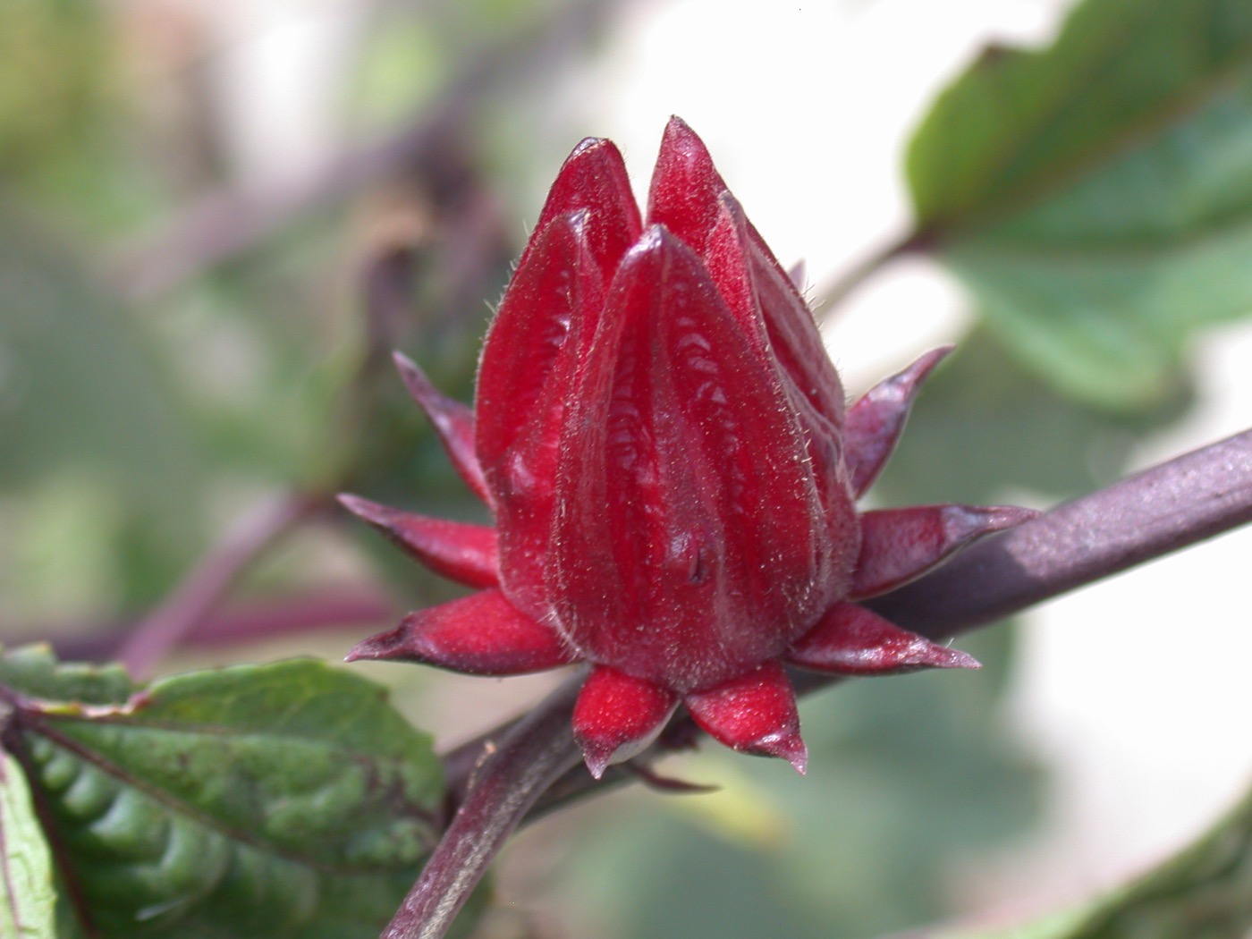 Hibiscus Extract