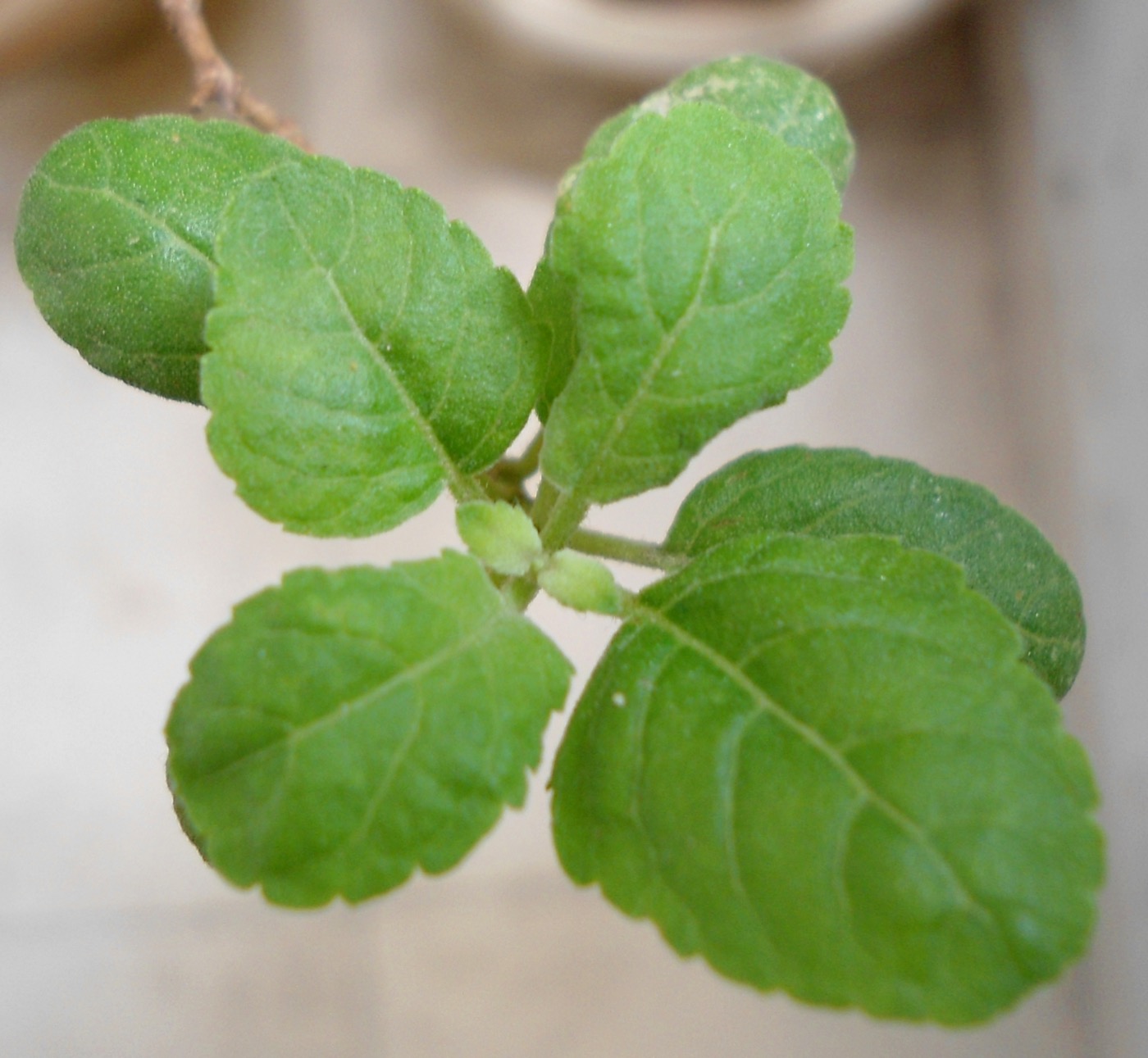 Holy Basil + Tulsi Blend