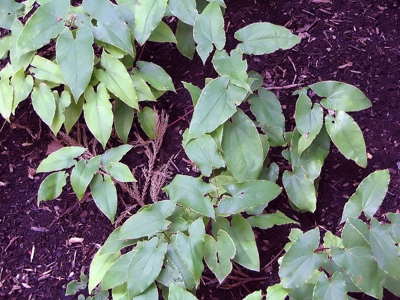 Horny goat weed extract (Icariin)