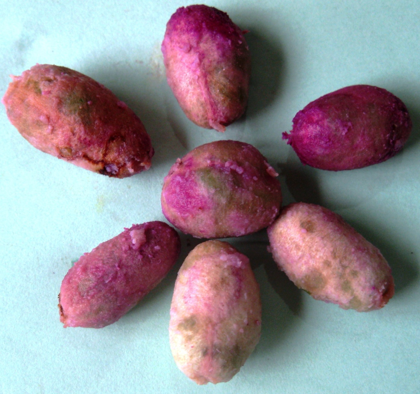 Jamun Seed Extract (Syzygium cumini)