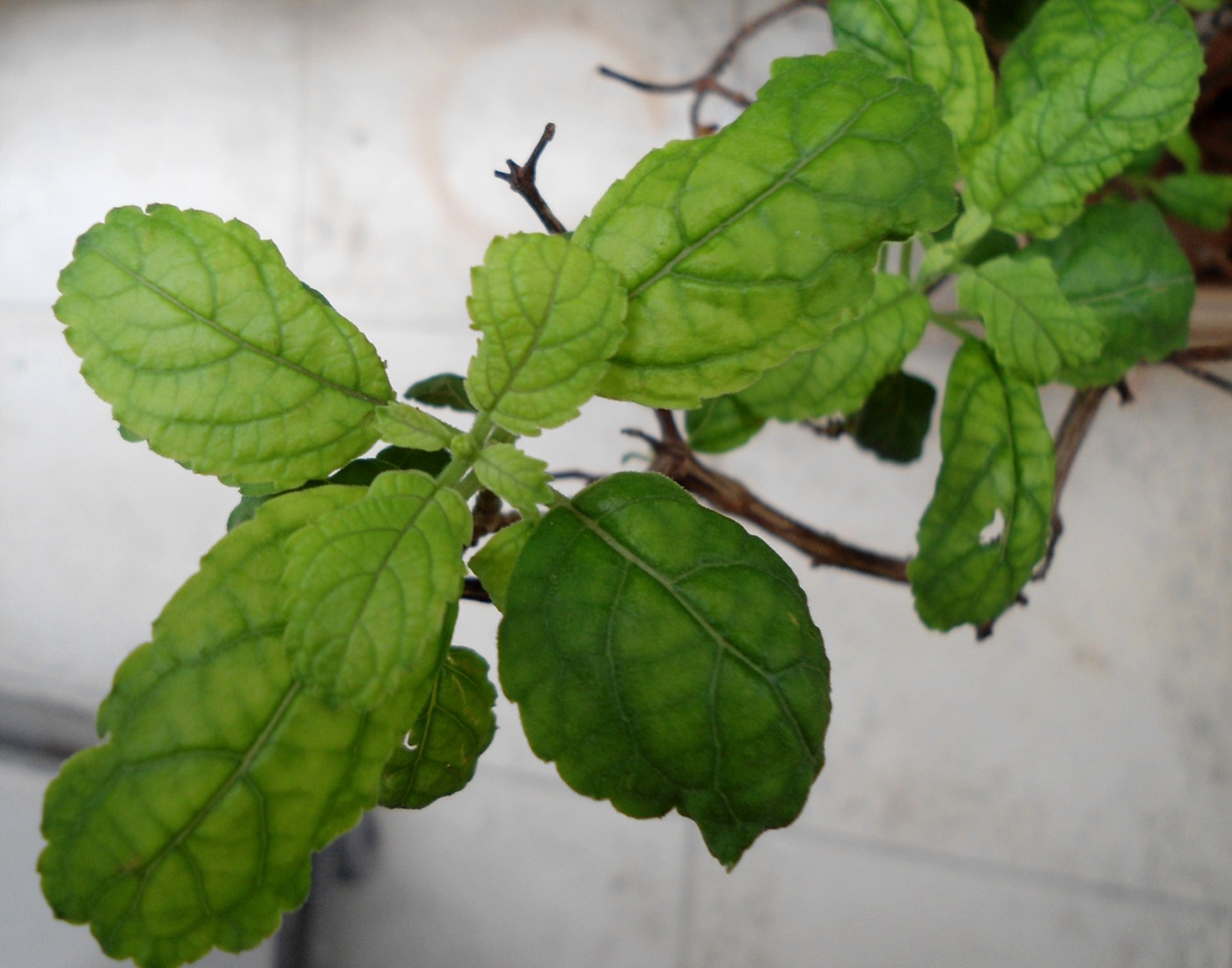 Kadha Herbal Immunity Mix