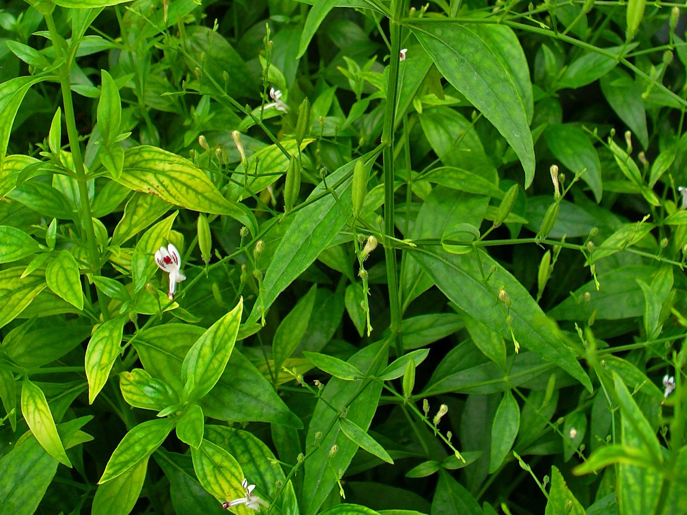Kalmegh Extract (Andrographis paniculata)