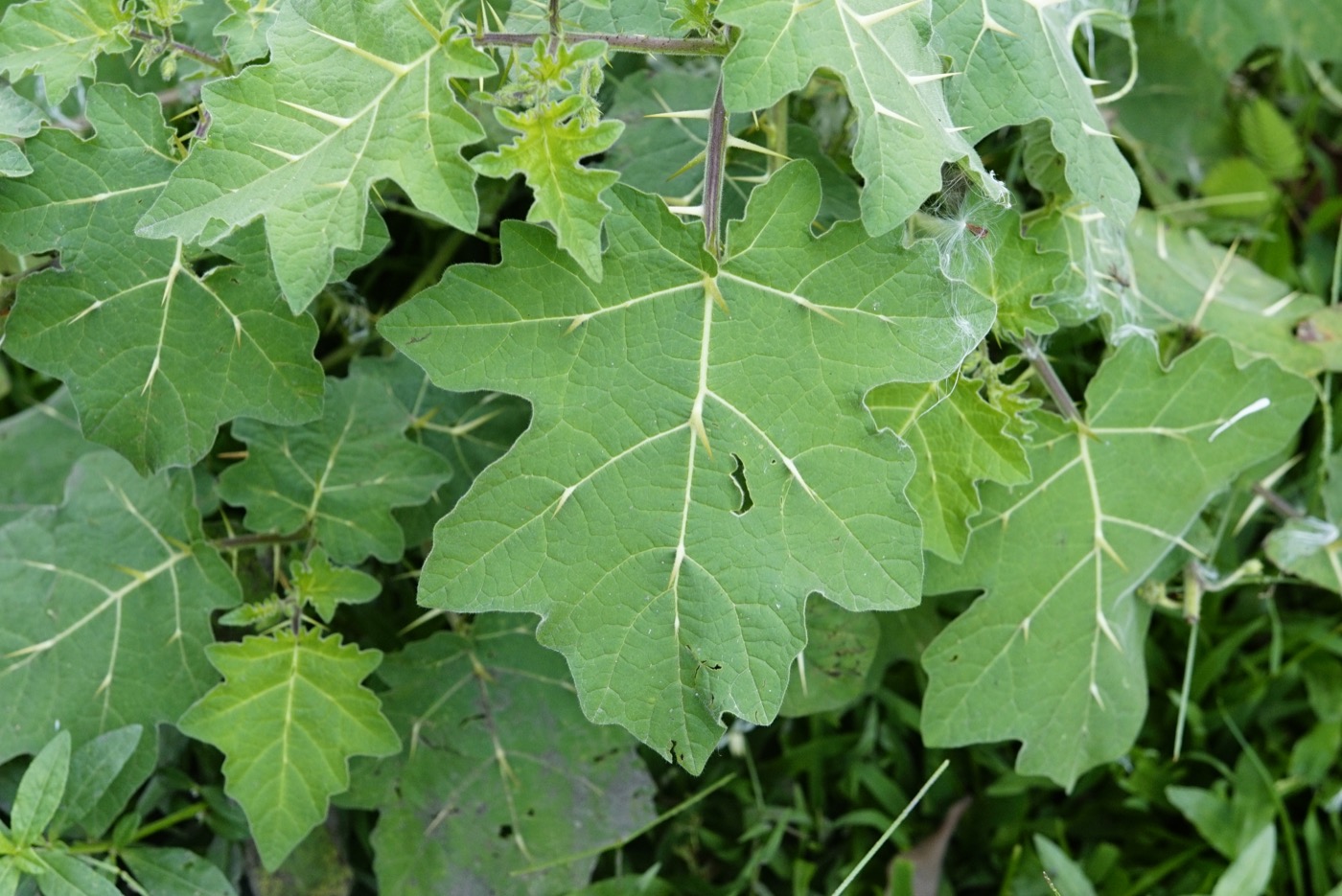 Kantakari Extract (Solanum)