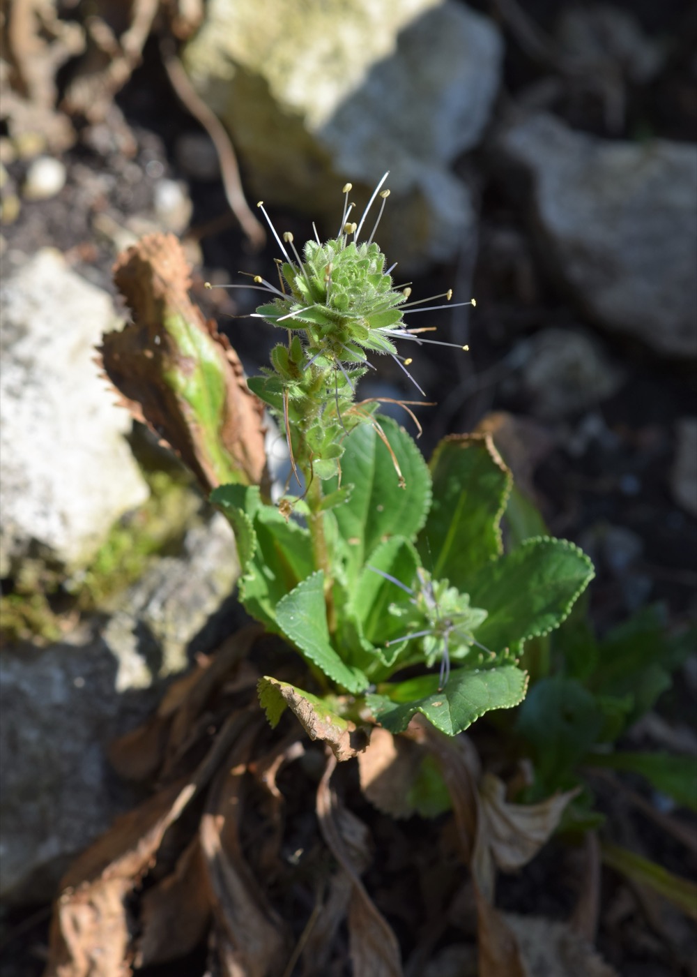 Kutki Extract (Picrorhiza kurroa Rhizome Extract)